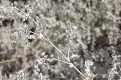 Chenopodium curvispicatum