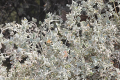 Chenopodium curvispicatum
