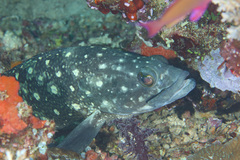 Epinephelus coeruleopunctatus