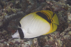 Chaetodon oxycephalus