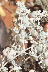 Chenopodium curvispicatum