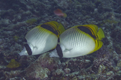 Chaetodon oxycephalus