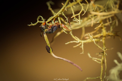 Ophiocordyceps unilateralis