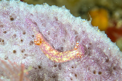 Hypselodoris