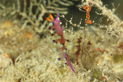 Coryphellina exoptata