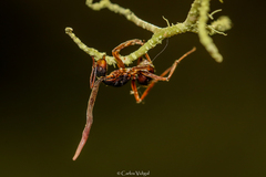 Ophiocordyceps unilateralis