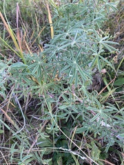 Lupinus argenteus argenteus