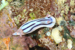 Chromodoris