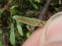 Notogrammitis givenii