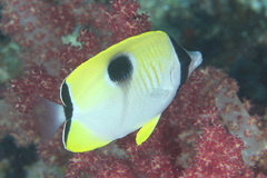 Chaetodon unimaculatus