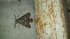 Macroglossum errans
