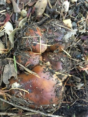 Pholiota velaglutinosa