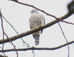 Harpagus bidentatus