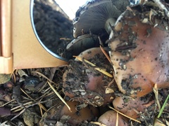 Pholiota velaglutinosa