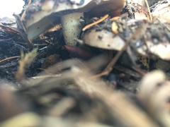 Pholiota velaglutinosa