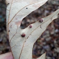 Polystepha symmetrica
