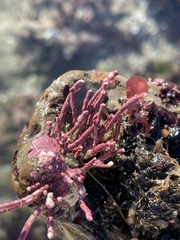 Calliarthron tuberculosum