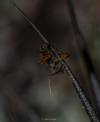 Ophiocordyceps unilateralis