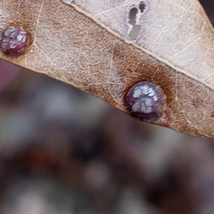 Polystepha symmetrica