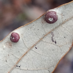 Polystepha symmetrica