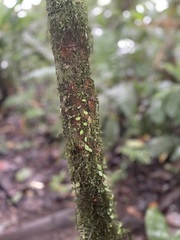 Peperomia rotundifolia