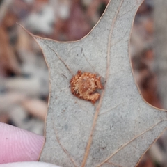 Polystepha symmetrica