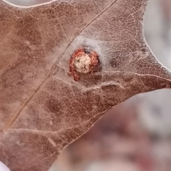Polystepha symmetrica