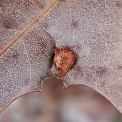 Polystepha symmetrica