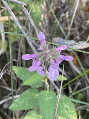 Stachys bullata