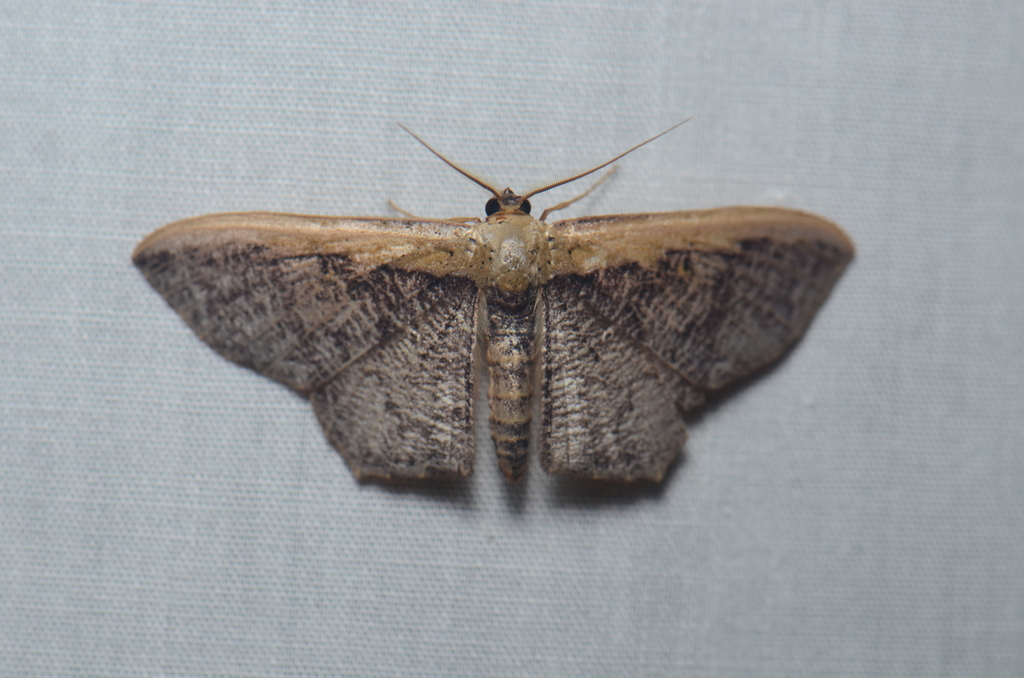 Zythos strigata