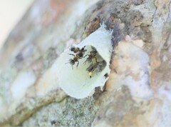 Lepidotrigona terminata