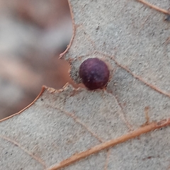 Polystepha symmetrica