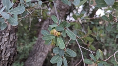 Quercus oblongifolia