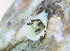 Lepidotrigona terminata