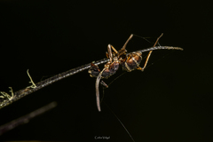 Ophiocordyceps unilateralis