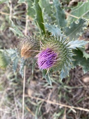 Onopordum acanthium acanthium