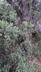 Quercus oblongifolia