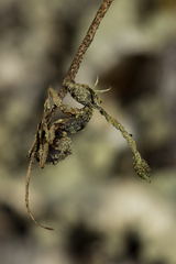 Ophiocordyceps unilateralis