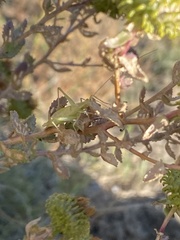 Oecanthus argentinus