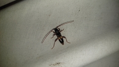 Phoracantha punctata