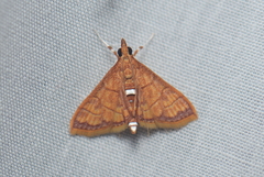 Isocentris