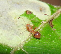 Paraxenetus guttulatus