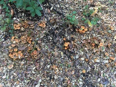 Pholiota velaglutinosa
