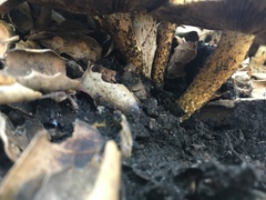 Pholiota velaglutinosa