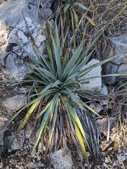 Yucca pallida