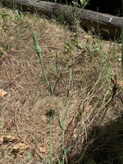 Tragopogon porrifolius