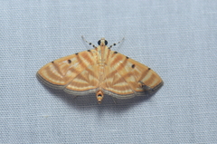 Notarcha tigrina
