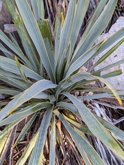 Yucca pallida