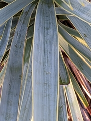 Yucca pallida