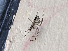 Araneus nordmanni